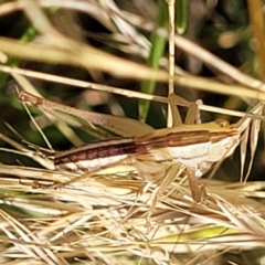 Conocephalus semivittatus at Lyneham, ACT - 12 Jan 2023 09:48 AM