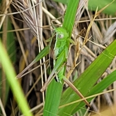 Conocephalus semivittatus (Meadow katydid) at Lyneham, ACT - 11 Jan 2023 by trevorpreston