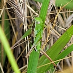 Conocephalus semivittatus at Lyneham, ACT - 12 Jan 2023