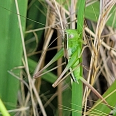 Conocephalus semivittatus at Lyneham, ACT - 12 Jan 2023