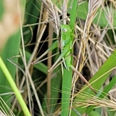 Conocephalus semivittatus at Lyneham, ACT - 12 Jan 2023