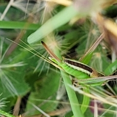 Conocephalus semivittatus at Lyneham, ACT - 12 Jan 2023 09:47 AM