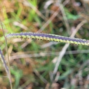 Paspalum dilatatum at Lyneham, ACT - 12 Jan 2023