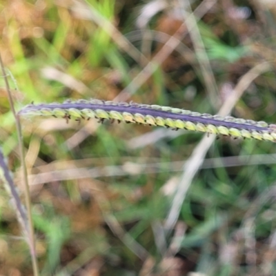 Paspalum dilatatum (Paspalum) at Lyneham, ACT - 12 Jan 2023 by trevorpreston
