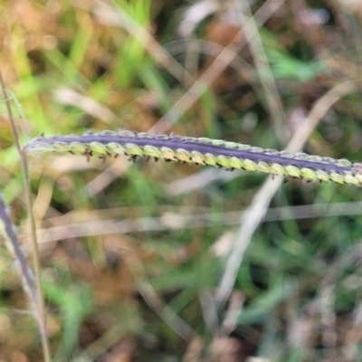 Paspalum dilatatum (Paspalum) at Lyneham, ACT - 11 Jan 2023 by trevorpreston