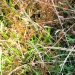 Paspalum dilatatum at Lyneham, ACT - 12 Jan 2023