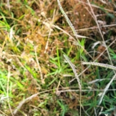 Paspalum dilatatum at Lyneham, ACT - 12 Jan 2023