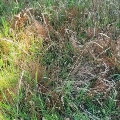 Paspalum dilatatum at Lyneham, ACT - 12 Jan 2023