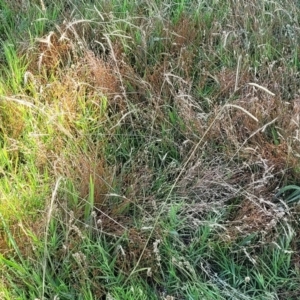 Paspalum dilatatum at Lyneham, ACT - 12 Jan 2023