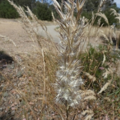 Rytidosperma erianthum (Hill Wallaby Grass) at Queanbeyan West, NSW - 11 Jan 2023 by Paul4K