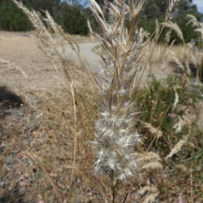 Rytidosperma erianthum (Hill Wallaby Grass) at Queanbeyan West, NSW - 12 Jan 2023 by Paul4K