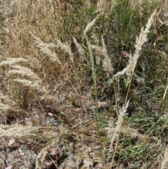 Rytidosperma erianthum at Queanbeyan West, NSW - 12 Jan 2023