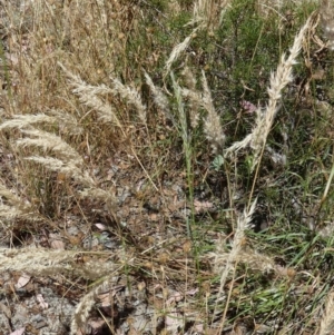 Rytidosperma erianthum at Queanbeyan West, NSW - 12 Jan 2023