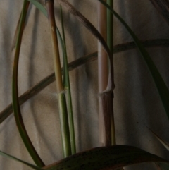 Rytidosperma erianthum at Queanbeyan West, NSW - 12 Jan 2023