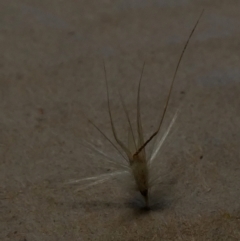 Rytidosperma erianthum at Queanbeyan West, NSW - 12 Jan 2023