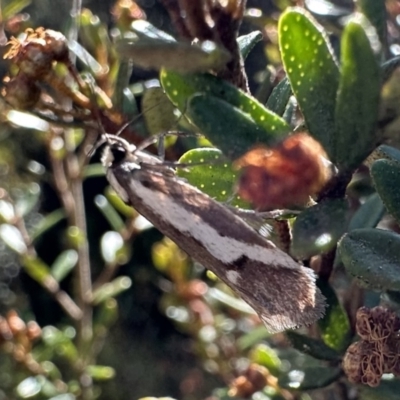 Philobota acropola (Concealer Moth) at Jagungal Wilderness, NSW - 10 Jan 2023 by Pirom