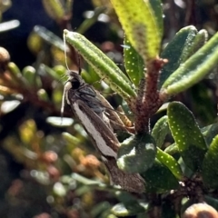 Philobota acropola at Jagungal Wilderness, NSW - 10 Jan 2023