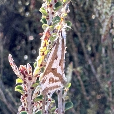 Orthiastis hyperocha (A Concealer Moth) at Jagungal Wilderness, NSW - 9 Jan 2023 by Pirom