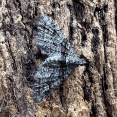 Phrissogonus laticostata (Apple looper moth) at Ainslie, ACT - 30 Dec 2022 by Pirom