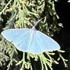 Chlorocoma (genus) (Emerald moth) at Mount Ainslie - 28 Dec 2022 by Pirom