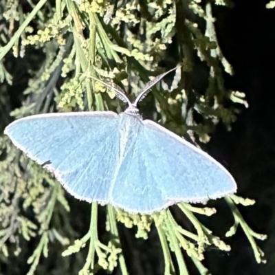 Chlorocoma (genus) (Emerald moth) at Mount Ainslie - 28 Dec 2022 by Pirom