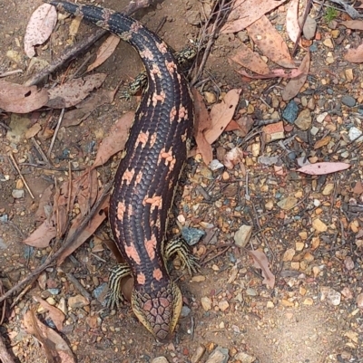 Tiliqua nigrolutea (Blotched Blue-tongue) at Carwoola, NSW - 12 Jan 2023 by Liam.m