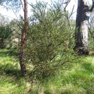 Acacia pravissima at Hawker, ACT - 10 Jan 2023