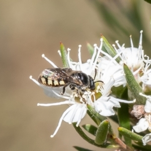 Euhesma nitidifrons at Stromlo, ACT - 12 Jan 2023 11:02 AM