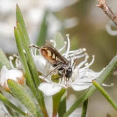 Euhesma nitidifrons at Stromlo, ACT - 12 Jan 2023 11:02 AM