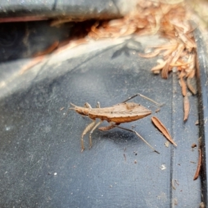 Sastrapada australica at Yass River, NSW - 12 Jan 2023