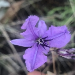 Arthropodium fimbriatum (Nodding Chocolate Lily) at Red Hill, ACT - 12 Jan 2023 by miriamamanda