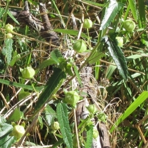 Pavonia hastata at Hawker, ACT - 10 Jan 2023