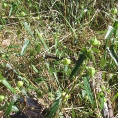 Pavonia hastata at Hawker, ACT - 10 Jan 2023