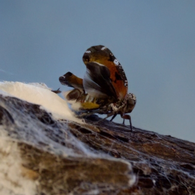 Platybrachys sp. (genus) (A gum hopper) at Forde, ACT - 10 Jan 2023 by KorinneM