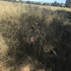 Austrostipa bigeniculata (Kneed Speargrass) at Budjan Galindji (Franklin Grassland) Reserve - 8 Jan 2023 by Tapirlord