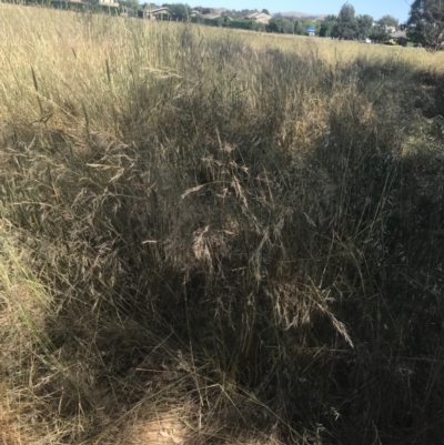 Austrostipa bigeniculata (Kneed Speargrass) at Franklin, ACT - 9 Jan 2023 by Tapirlord