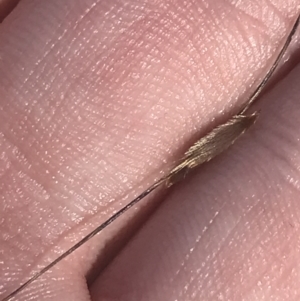 Austrostipa bigeniculata at Franklin, ACT - 9 Jan 2023