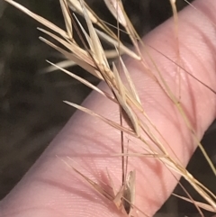 Austrostipa bigeniculata at Franklin, ACT - 9 Jan 2023