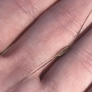 Austrostipa bigeniculata at Franklin, ACT - 9 Jan 2023