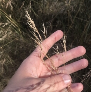 Austrostipa bigeniculata at Franklin, ACT - 9 Jan 2023 10:17 AM