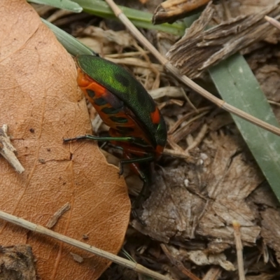 Scutiphora pedicellata (Metallic Jewel Bug) at Queanbeyan, NSW - 12 Jan 2023 by Paul4K