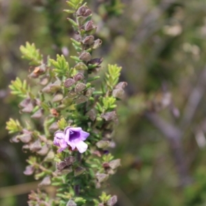 Prostanthera decussata at Tennent, ACT - 15 Dec 2022 12:39 PM