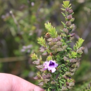 Prostanthera decussata at Tennent, ACT - 15 Dec 2022 12:39 PM