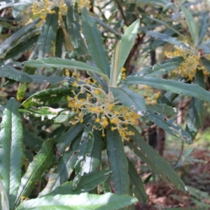 Bedfordia arborescens at Paddys River, ACT - 21 Dec 2022 09:03 AM