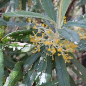 Bedfordia arborescens at Paddys River, ACT - 21 Dec 2022