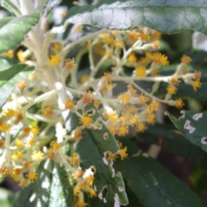 Bedfordia arborescens at Paddys River, ACT - 21 Dec 2022