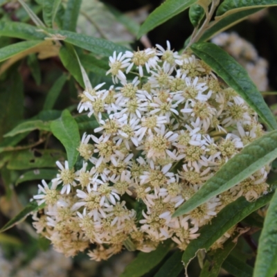 Olearia lirata (Snowy Daisybush) at Paddys River, ACT - 20 Dec 2022 by Tapirlord