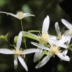 Clematis aristata (Mountain Clematis) at Tidbinbilla Nature Reserve - 20 Dec 2022 by Tapirlord