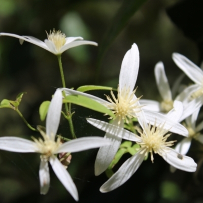 Clematis aristata (Mountain Clematis) at Paddys River, ACT - 20 Dec 2022 by Tapirlord