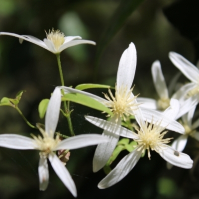 Clematis aristata (Mountain Clematis) at Tidbinbilla Nature Reserve - 20 Dec 2022 by Tapirlord